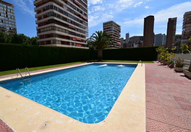 Apartment in Benidorm - CAROLINA (1 DORMITORIO) Apartment in Benidorm - CAROLINA (1 DORMITORIO)