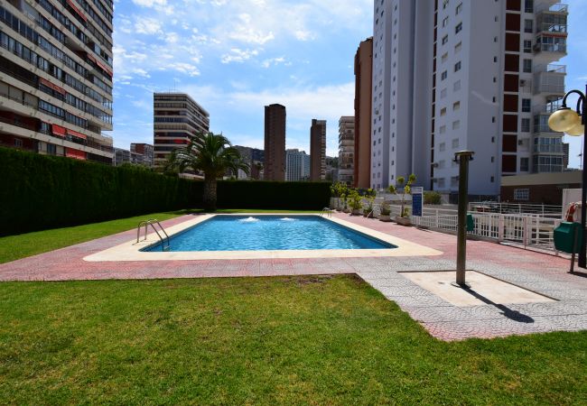 Apartment in Benidorm - CAROLINA (1 DORMITORIO) Apartment in Benidorm - CAROLINA (1 DORMITORIO)